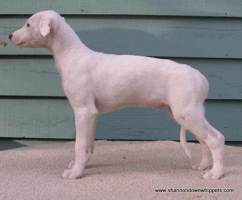 7.5 weeks