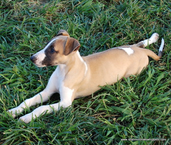 11.5 weeks
