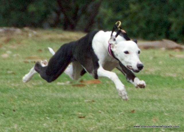 Photo by Course A'Lure