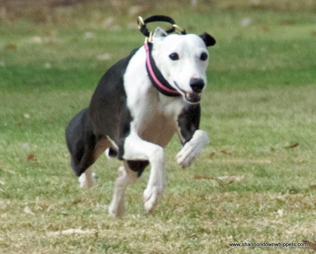 Photo by Course A'Lure