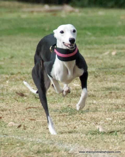 Photo by Course A'Lure